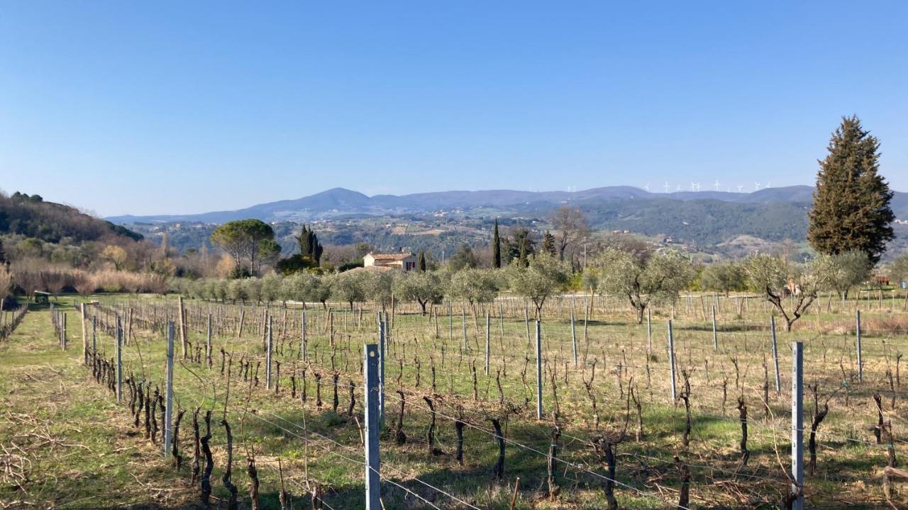 Le Giuncaie - Vigna Con Alloggio Montescudaio Exterior photo